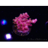 WYSIWYG RAH Acropora Stained Glass 5R6