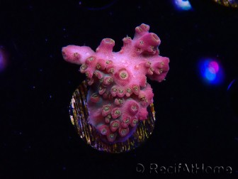 WYSIWYG RAH Acropora Stained Glass 5R7