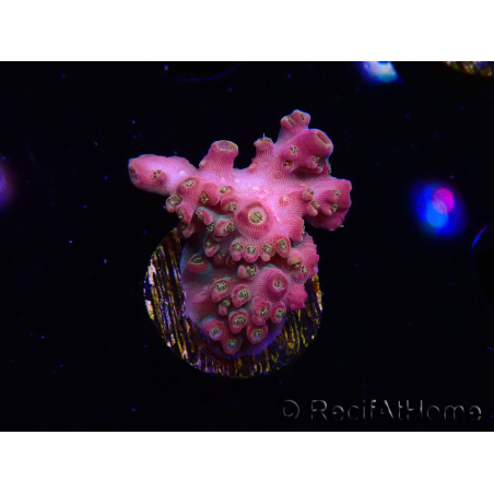 WYSIWYG RAH Acropora Stained Glass 5R7
