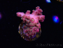 WYSIWYG RAH Acropora Stained Glass 5R7