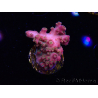 WYSIWYG RAH Acropora Stained Glass 5R7