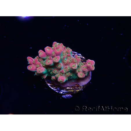 WYSIWYG RAH Acropora Stained Glass 5R