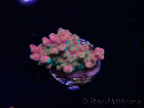 WYSIWYG RAH Acropora Stained Glass 5R