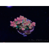 WYSIWYG RAH Acropora Stained Glass 5R8