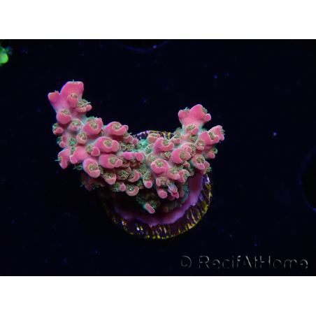 WYSIWYG RAH Acropora Stained Glass 5R