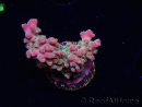 WYSIWYG RAH Acropora Stained Glass 5R