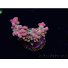 WYSIWYG RAH Acropora Stained Glass 5R9
