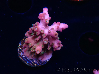 WYSIWYG RAH Acropora Stained Glass 5R10