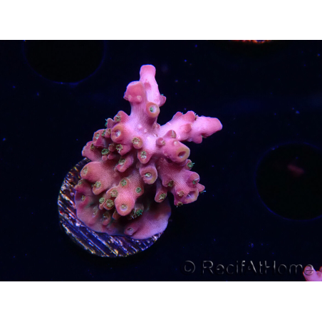 WYSIWYG RAH Acropora Stained Glass 5R
