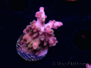 WYSIWYG RAH Acropora Stained Glass 5R