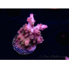 WYSIWYG RAH Acropora Stained Glass 5R