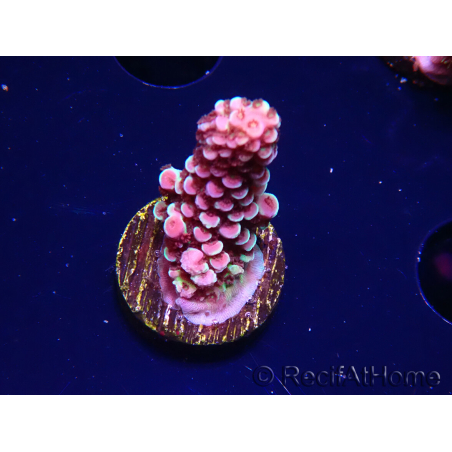 WYSIWYG RAH Acropora Rainbow Staghorn 5W6