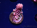 WYSIWYG RAH Acropora Rainbow Staghorn 5W6