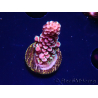 WYSIWYG RAH Acropora Rainbow Staghorn