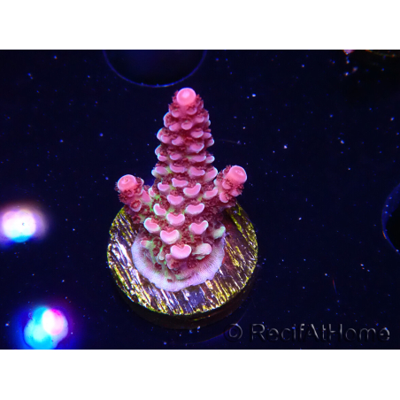 WYSIWYG RAH Acropora Rainbow Staghorn