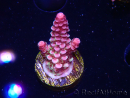 WYSIWYG RAH Acropora Rainbow Staghorn