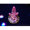 WYSIWYG RAH Acropora Rainbow Staghorn 5W7