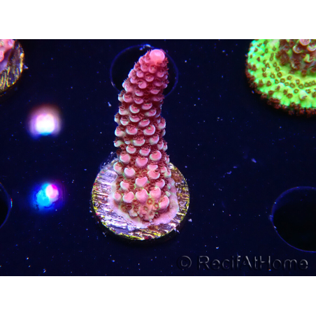 WYSIWYG RAH Acropora Rainbow Staghorn