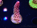 WYSIWYG RAH Acropora Rainbow Staghorn 5W8