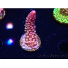 WYSIWYG RAH Acropora Rainbow Staghorn