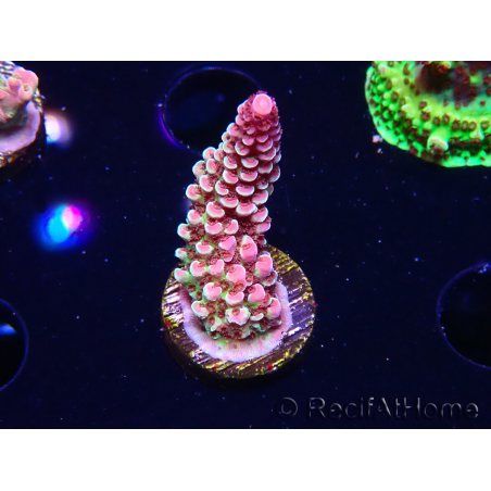 WYSIWYG RAH Acropora Rainbow Staghorn