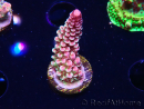 WYSIWYG RAH Acropora Rainbow Staghorn