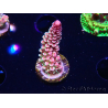 WYSIWYG RAH Acropora Rainbow Staghorn