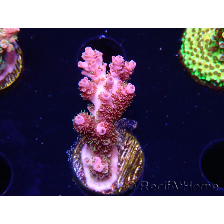 WYSIWYG RAH Acropora hyacinthus fireworks 5X1