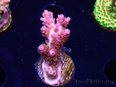 WYSIWYG RAH Acropora hyacinthus fireworks