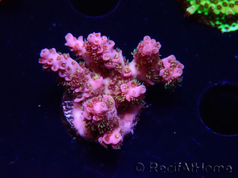 WYSIWYG RAH Acropora hyacinthus fireworks 5X2