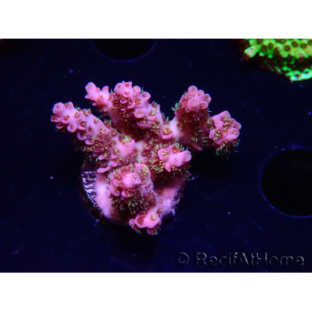 WYSIWYG RAH Acropora hyacinthus fireworks 5X2