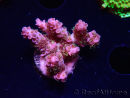 WYSIWYG RAH Acropora hyacinthus fireworks