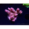 WYSIWYG RAH Acropora hyacinthus fireworks 5X2