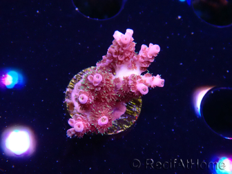 WYSIWYG RAH Acropora hyacinthus fireworks 5X4