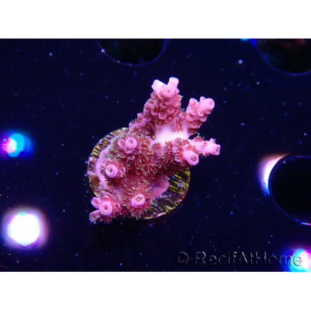 WYSIWYG RAH Acropora hyacinthus fireworks 5X4