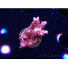 WYSIWYG RAH Acropora hyacinthus fireworks