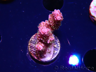 WYSIWYG RAH Acropora hyacinthus fireworks