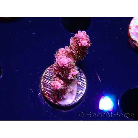 WYSIWYG RAH Acropora hyacinthus fireworks 5X3