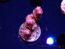 WYSIWYG RAH Acropora hyacinthus fireworks
