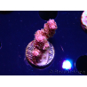 WYSIWYG RAH Acropora hyacinthus fireworks