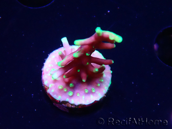 WYSIWYG RAH Acropora carduus Black Dragon 5Y9