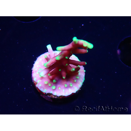 WYSIWYG RAH Acropora carduus Black Dragon 5Y9