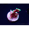 WYSIWYG RAH Acropora carduus Black Dragon 5Y9