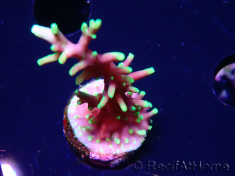 WYSIWYG RAH Acropora carduus Dragón Negro