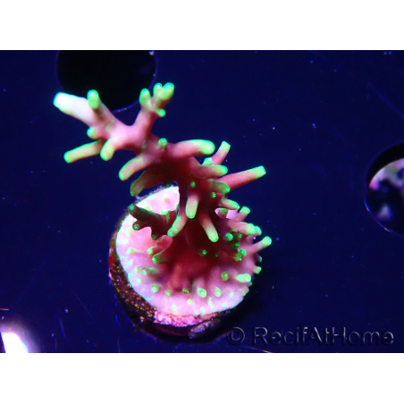 WYSIWYG RAH Acropora carduus Black Dragon