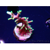 WYSIWYG RAH Acropora carduus Dragón Negro