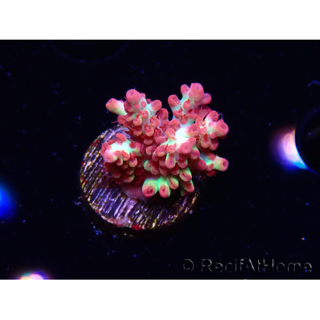 WYSIWYG RAH Acropora microclados Strawberry Shortcake 5Y1