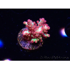 WYSIWYG RAH Acropora microclados Strawberry Shortcake 5Y1