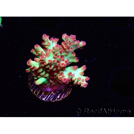 WYSIWYG RAH Acropora microclados Strawberry Shortcake 5Y3