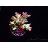 WYSIWYG RAH Acropora microclados Strawberry Shortcake 5Y3